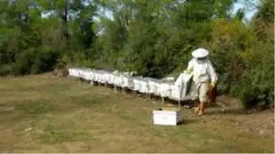 Bal ormanı arıcıların akınına uğruyor Bal ormanı arıcıların akınına uğruyor