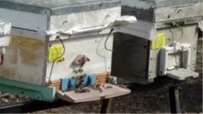 Bal ormanı arıcıların akınına uğruyor Bal ormanı arıcıların akınına uğruyor