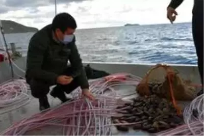 Muğla'da kaçak deniz patlıcanı avcılığına yönelik denetimler Muğla'da kaçak deniz patlıcanı avcılığına yönelik denetimler