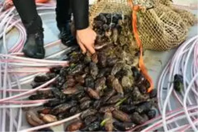Muğla'da kaçak deniz patlıcanı avcılığına yönelik denetimler Muğla'da kaçak deniz patlıcanı avcılığına yönelik denetimler