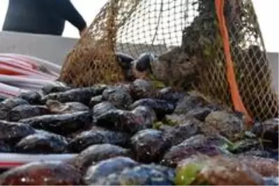 Muğla'da kaçak deniz patlıcanı avcılığına yönelik denetimler Muğla'da kaçak deniz patlıcanı avcılığına yönelik denetimler