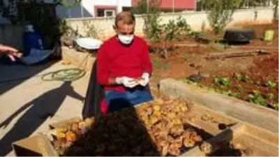 Eşinin çamaşır kuruttuğu ipte hurma kuruttu hem kendisinin hem de mahallelinin hayatı değişti Eşinin çamaşır kuruttuğu ipte hurma kuruttu hem kendisinin hem de mahallelinin hayatı değişti