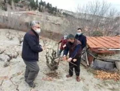 Gediz'de yerel üzümlerin gen kaynaklarının korunması için çalışma başlatıldı Gediz'de yerel üzümlerin gen kaynaklarının korunması için çalışma başlatıldı