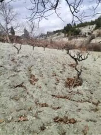 Gediz'de yerel üzümlerin gen kaynaklarının korunması için çalışma başlatıldı Gediz'de yerel üzümlerin gen kaynaklarının korunması için çalışma başlatıldı