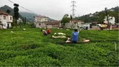 Gen havuzu sayesinde çayın kalitesi ve verimi artacak Gen havuzu sayesinde çayın kalitesi ve verimi artacak