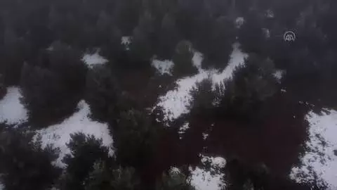 Sarıçam ormanlarındaki yaban hayatı kara kışta da unutulmayacak