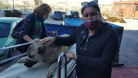 Yaralı bulunan köpek tedavi edilip, sahiplendirilecek Yaralı bulunan köpek tedavi edilip, sahiplendirilecek
