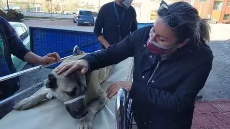 Yaralı bulunan köpek tedavi edilip, sahiplendirilecek Yaralı bulunan köpek tedavi edilip, sahiplendirilecek