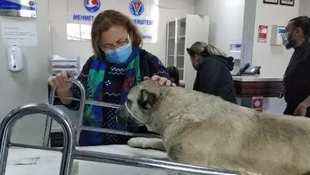 Yaralı bulunan köpek tedavi edilip, sahiplendirilecek Yaralı bulunan köpek tedavi edilip, sahiplendirilecek