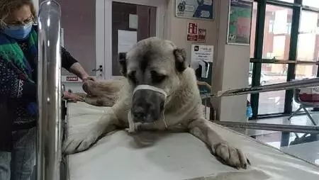 Yaralı bulunan köpek tedavi edilip, sahiplendirilecek Yaralı bulunan köpek tedavi edilip, sahiplendirilecek
