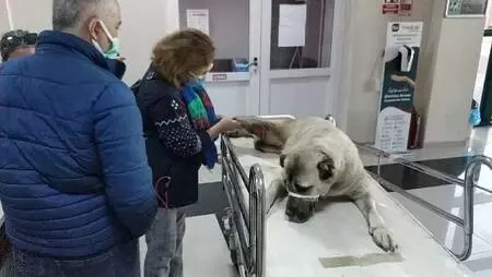 Yaralı bulunan köpek tedavi edilip, sahiplendirilecek Yaralı bulunan köpek tedavi edilip, sahiplendirilecek