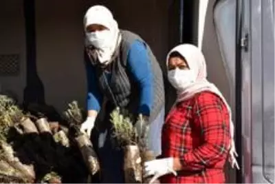 Son dakika haberi! 80 bin lavanta toprakla buluştu Son dakika haberi! 80 bin lavanta toprakla buluştu