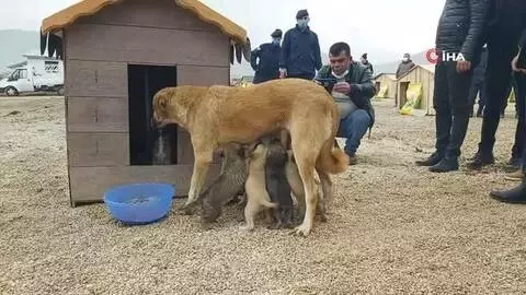 Bu ilçenin yöneticileri sokak hayvanları için seferber oldu Bu ilçenin yöneticileri sokak hayvanları için seferber oldu