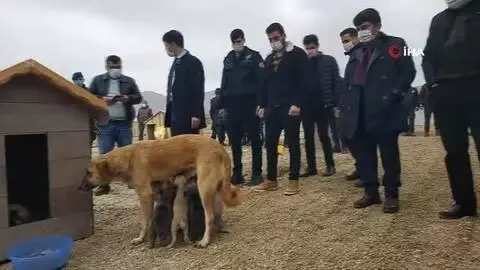 Bu ilçenin yöneticileri sokak hayvanları için seferber oldu Bu ilçenin yöneticileri sokak hayvanları için seferber oldu