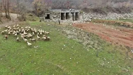 Büyükçekmece, Kazandere ve Papuçdere barajlarında korkutan görüntü; Artık koyunlar otluyor Büyükçekmece, Kazandere ve Papuçdere barajlarında korkutan görüntü; Artık koyunlar otluyor