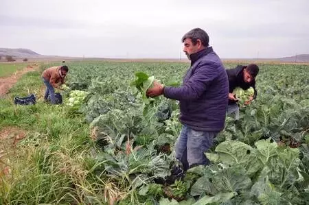 Derik'te karnabahar üreticileri verimden de fiyattan da memnun Derik'te karnabahar üreticileri verimden de fiyattan da memnun