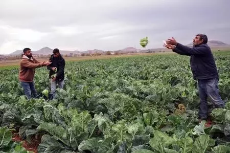 Derik'te karnabahar üreticileri verimden de fiyattan da memnun Derik'te karnabahar üreticileri verimden de fiyattan da memnun