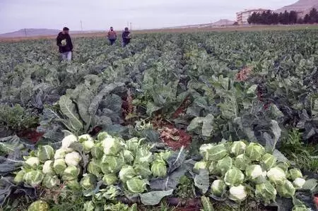 Derik'te karnabahar üreticileri verimden de fiyattan da memnun Derik'te karnabahar üreticileri verimden de fiyattan da memnun