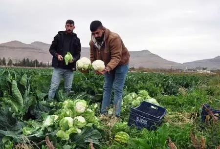 Derik'te karnabahar üreticileri verimden de fiyattan da memnun Derik'te karnabahar üreticileri verimden de fiyattan da memnun