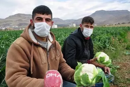 Derik'te karnabahar üreticileri verimden de fiyattan da memnun Derik'te karnabahar üreticileri verimden de fiyattan da memnun