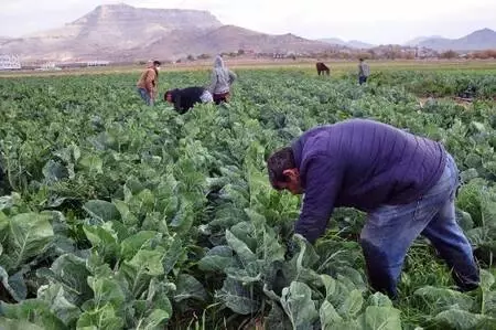 Derik'te karnabahar üreticileri verimden de fiyattan da memnun Derik'te karnabahar üreticileri verimden de fiyattan da memnun