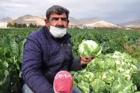 Derik'te karnabahar üreticileri verimden de fiyattan da memnun Derik'te karnabahar üreticileri verimden de fiyattan da memnun