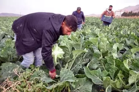 Derik'te karnabahar üreticileri verimden de fiyattan da memnun Derik'te karnabahar üreticileri verimden de fiyattan da memnun