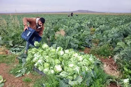 Derik'te karnabahar üreticileri verimden de fiyattan da memnun Derik'te karnabahar üreticileri verimden de fiyattan da memnun