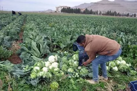 Derik'te karnabahar üreticileri verimden de fiyattan da memnun Derik'te karnabahar üreticileri verimden de fiyattan da memnun