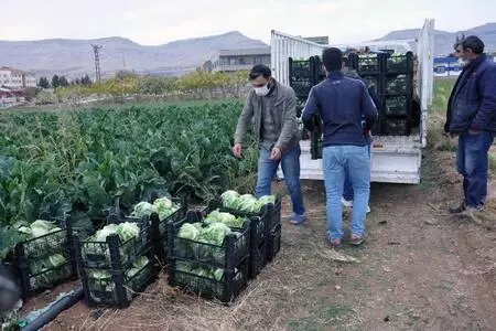 Derik'te karnabahar üreticileri verimden de fiyattan da memnun Derik'te karnabahar üreticileri verimden de fiyattan da memnun