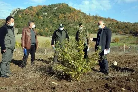 'Kral yiyeceği' trüf mantarı hasadı başlıyor 'Kral yiyeceği' trüf mantarı hasadı başlıyor