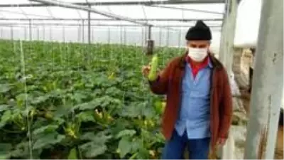 Manavgat'ta şiddetli dolu sera ve bahçeleri vurdu Manavgat'ta şiddetli dolu sera ve bahçeleri vurdu