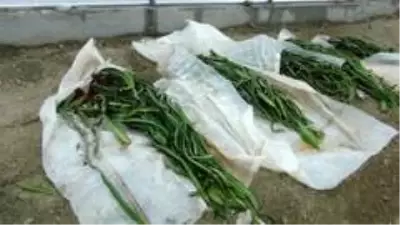 Manavgat'ta şiddetli dolu sera ve bahçeleri vurdu Manavgat'ta şiddetli dolu sera ve bahçeleri vurdu