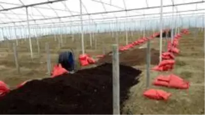Manavgat'ta şiddetli dolu sera ve bahçeleri vurdu Manavgat'ta şiddetli dolu sera ve bahçeleri vurdu