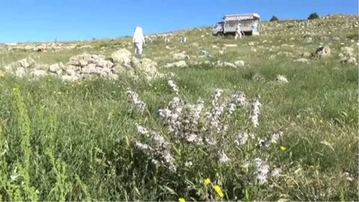 MERSİN -Erdemli'de kadınlar 'ana arı' yetiştirecek