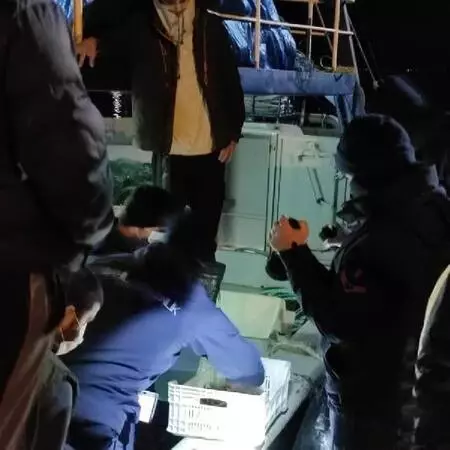 Sahil Güvenlik ekiplerince yapılan denetimde 15 ton hamsiye el konuldu Sahil Güvenlik ekiplerince yapılan denetimde 15 ton hamsiye el konuldu