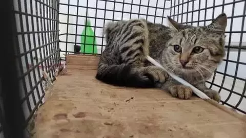 Vücuduna demir çubuk saplanan kedi sağlığına kavuştu