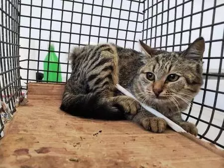 Vücuduna demir çubuk saplanan kedi sağlığına kavuştu Vücuduna demir çubuk saplanan kedi sağlığına kavuştu