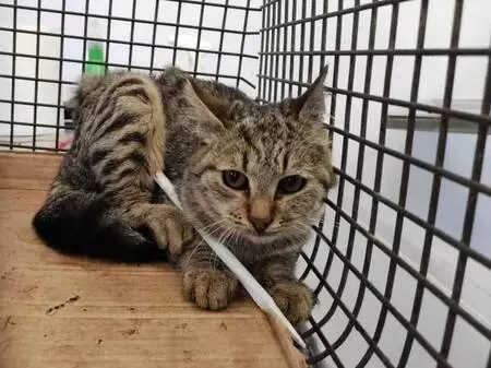 Vücuduna demir çubuk saplanan kedi sağlığına kavuştu