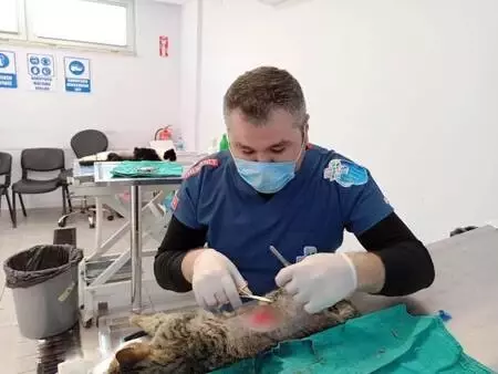 Vücuduna demir çubuk saplanan kedi sağlığına kavuştu