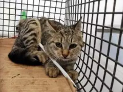 Vücuduna demir çubuk saplanan kedi sağlığına kavuştu