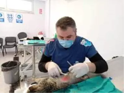 Vücuduna demir çubuk saplanan kedi sağlığına kavuştu