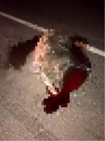 Son dakika haber | Yola çıkan domuz, kazaya sebep oldu: 2 yaralı Son dakika haber | Yola çıkan domuz, kazaya sebep oldu: 2 yaralı