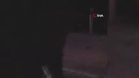 Son dakika haber | Yola çıkan domuz, kazaya sebep oldu: 2 yaralı Son dakika haber | Yola çıkan domuz, kazaya sebep oldu: 2 yaralı