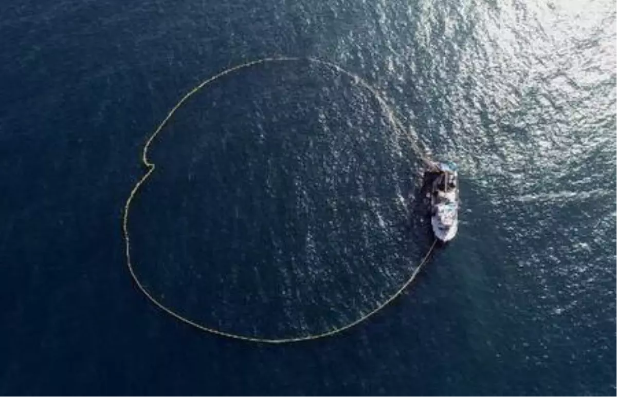 Zonguldak'ta hamsi bolluğu