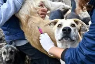 baskentte hayvan barinaklarindaki can dostlara kuduz asisi yapildi haberler haberler com