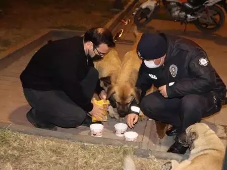 Hatay'da hayvanseverler, kısıtlamadan dolayı aç kalan sokak hayvanlarını besledi