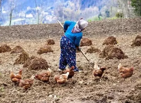 Son dakika haber | Karadeniz'in çalışkan kadınlarını, pandemi de durduramadı Son dakika haber | Karadeniz'in çalışkan kadınlarını, pandemi de durduramadı
