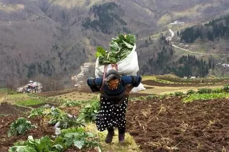 Son dakika haber | Karadeniz'in çalışkan kadınlarını, pandemi de durduramadı Son dakika haber | Karadeniz'in çalışkan kadınlarını, pandemi de durduramadı