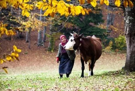 Son dakika haber | Karadeniz'in çalışkan kadınlarını, pandemi de durduramadı Son dakika haber | Karadeniz'in çalışkan kadınlarını, pandemi de durduramadı